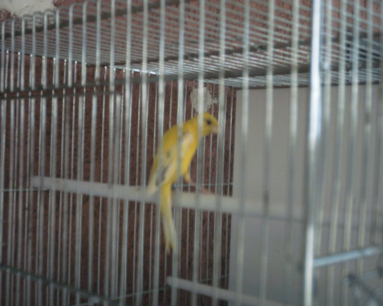 japanese hoso canary