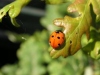 Macrofotografia: piccoli mondi